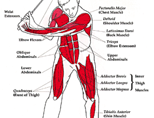 Muscles used in the golf swing and how to train them